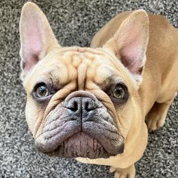 Reese - Tricolors French Bulldog puppy in Crystal Lake, Illinois from Breyer’s French Bulldogs