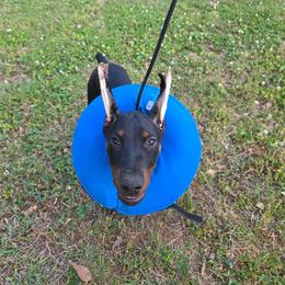 Violet - Black and rust female Doberman Pinscher puppy in Shelby, North Carolina from IronBee Dobermans