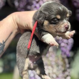 Marina (red) - Blue female Pembroke Welsh Corgi puppy in East Oakdale, California from Rhettro Kennels