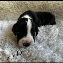 Frankie - Mantle male Great Dane puppy in Liberty, New York from Catskills Greatest Danes