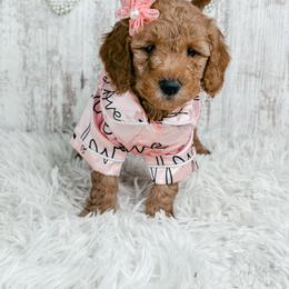 Cupid - Red  female Goldendoodle puppy in Otisville, Michigan from Danie’s Darling Doodles LLC