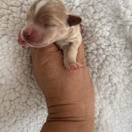 Boy 1 - Apricot male Maltipoo puppy in Denair, California from 209PuppiesCaliforniaMaltipoo
