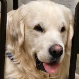 FLOKI - Golden Retriever