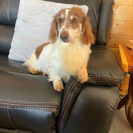 Spider-Man - Dachshund