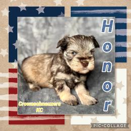 Honor - Liver male Miniature Schnauzer puppy in Independence, Missouri from Crown Schnauzers KC