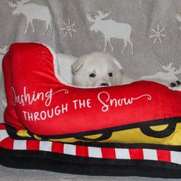 Garnet -Red - White female German Shepherd puppy in Grimes County, Texas from Double H German Shepherds