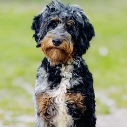 Dolly - Bernedoodle