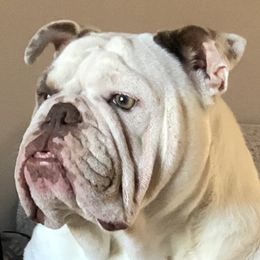 Aspen - English Bulldog