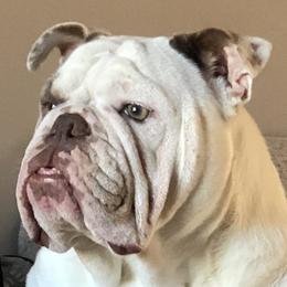 Aspen - English Bulldog
