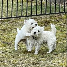 West Highland White Terrier All Grown Up from Dixieland Westies