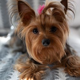 Nina - Yorkshire Terrier