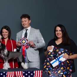 Chinese Cresteds from Naked & Famous