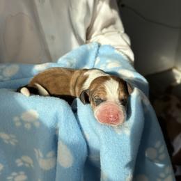 Boy 2 - Brown black and white male Basset Hound puppy in Las Animas, Colorado from J&D Dachsies