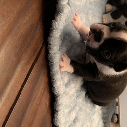 Boston Terrier Puppies from Marjena Bass