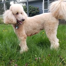 Poodle All Grown Up from Zoeyy's Precious Poodles