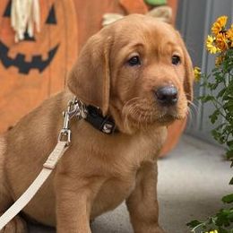 Labrador Retrievers from Autumn Oaks Labrador Retrievers