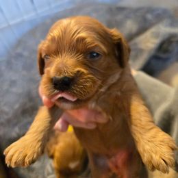 Caleb - Blenheim male Cavapoo puppy in Siloam Springs, Arkansas from Kingdom Bound By Design
