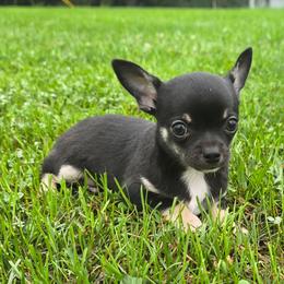 Todd - Black and tan male Chihuahua puppy in Amity, Pennsylvania from Baxters Chihuahuas