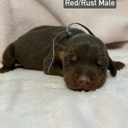 Silver Collar - Red and rust male Doberman Pinscher puppy in Lake City, Florida from Paintedcrazy Doberman Pinchers