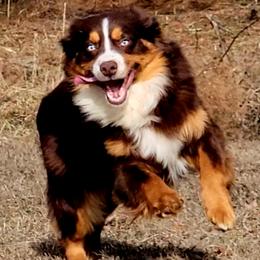 Ruger - Miniature Australian Shepherd