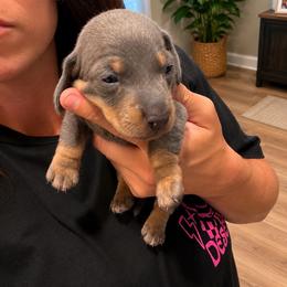 Doc   Blue and tan boy 2800 - Blue and tan male Dachshund puppy in Indian Trail, North Carolina from Hilda’s Teenie Weenies