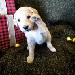 Paprika - Cream female Labradoodle puppy in Siloam Springs, Arkansas from Siloam Doodles