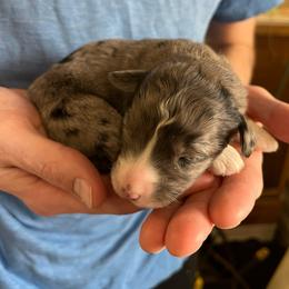 Reef - Merle male Bernedoodle puppy in Clarinda, Iowa from Root and Branch Bernedoodles