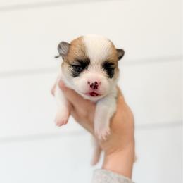 Duchess - Blue - Red female Pembroke Welsh Corgi puppy in Milan, Georgia from Williams’ Welsh Corgis LLC