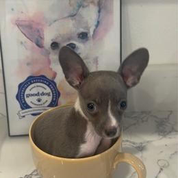 Mr Blue Rolex charting 4 lb green eyes 5500 - Blue and white male Chihuahua puppy in Las Vegas, Nevada from Quality Poms Chihuahua Yorkies of Las vegas