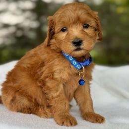 Blue - Red  male Goldendoodle puppy in Hesperia, Michigan from Red Acres Poodles & Doodles