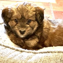 Aussiedoodle Puppies from Paisleys Doodles AK