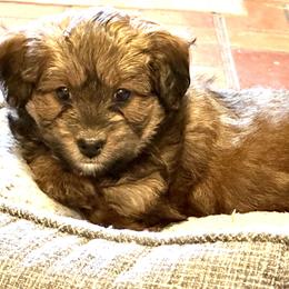 Aussiedoodle Puppies from Paisleys Doodles AK