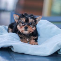 Sweet Girl - Blue and gold female Yorkshire Terrier puppy in Stanton, California from Essence of Grace Yorkies