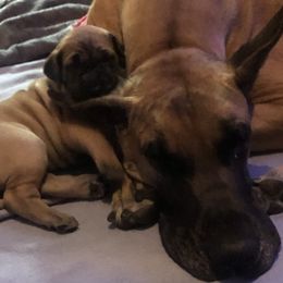 Great Danes from Vail Great Dane