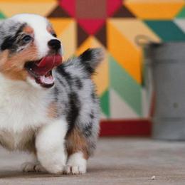 Pembroke Welsh Corgis from Lash Livestock & Corgis
