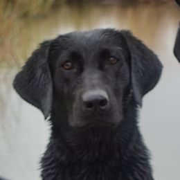 Apa - Labrador Retriever