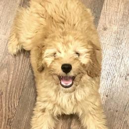 Aussiedoodle and Goldendoodle Puppies from Saddle Hill Farms