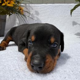 Maverick - Black and rust male Doberman Pinscher puppy in Peru, Indiana from De luxe dobermans