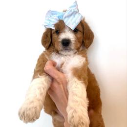FIG - Apricot male Goldendoodle puppy in Independence, Oregon from Ankeny Doodles
