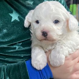 Boy 2 tan collar - Bichon Frise puppy from Loretta's Pups