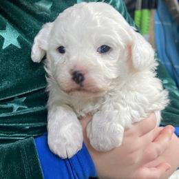 Boy 2 tan collar - Bichon Frise puppy from Loretta's Pups