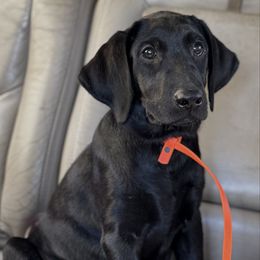 Bodie (Bo) - Black male Labrador Retriever puppy in Houston, Texas from CMJ Kennels