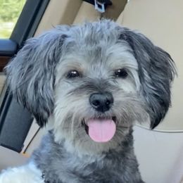 ACE DADDY - Shorkie