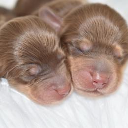 Choc and cream boy 1 - Chocolate and cream male Dachshund puppy in Seminary, Mississippi from Down South Mavericks Dachshunds