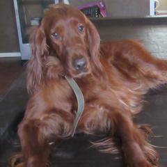 JOY - Irish Setter