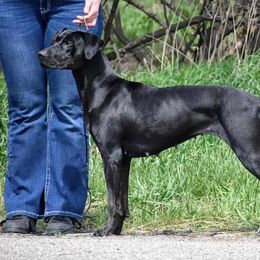 Toph - Catahoula Leopard Dog