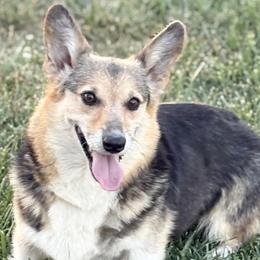 Maya - Pembroke Welsh Corgi