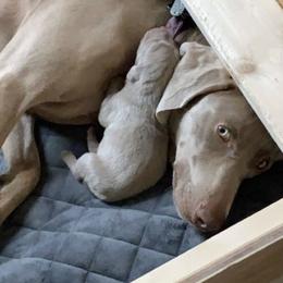 Weimaraner Puppies from Golden Hill’s Weimaraner’s