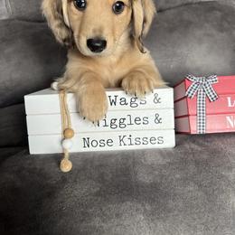 Archie - Dapple male Dachshund puppy in Stuart, Iowa from Johnson Family Corgis and more