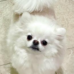 Everly - White female Pomeranian puppy in Irvine, California from Bon Bon Poms